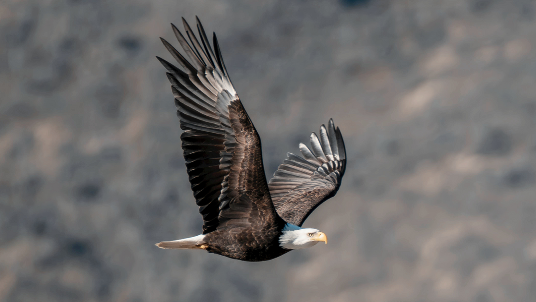 Just Ask the Eagle.